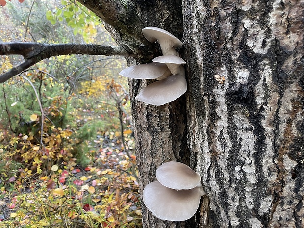 hliva ustricovitá Pleurotus ostreatus (Jacq.) P. Kumm.