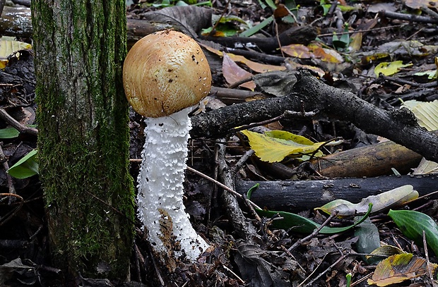 pečiarka obrovská Agaricus augustus Fr.