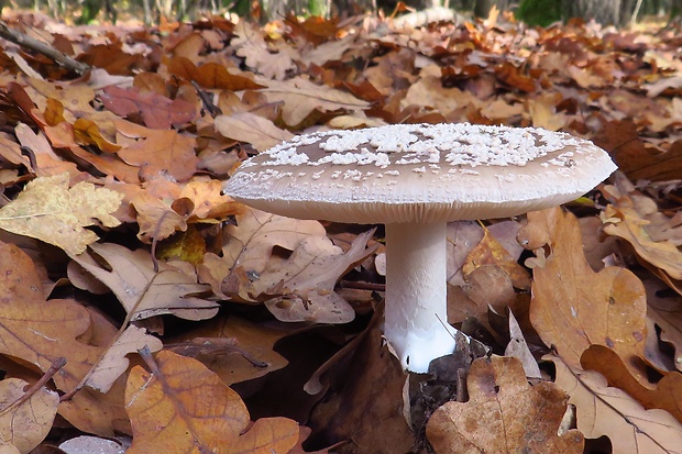 muchotrávka hrubá Amanita excelsa (Fr.) Bertill.