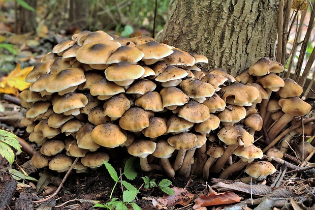 podpňovka obyčajná Armillaria mellea (Vahl) P. Kumm.