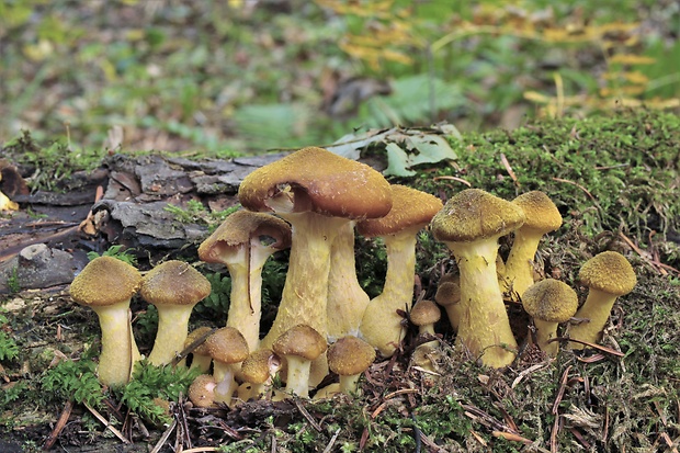 podpňovka Armillaria sp.