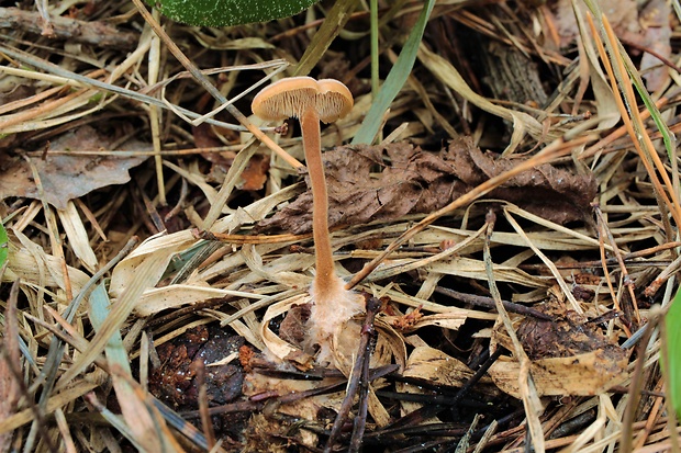 lopatovka obyčajná Auriscalpium vulgare Gray