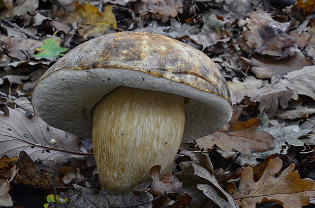 hríb bronzový Boletus aereus Bull. ex Fr.