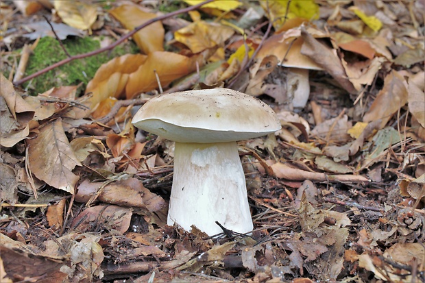 hríb smrekový Boletus edulis Bull.