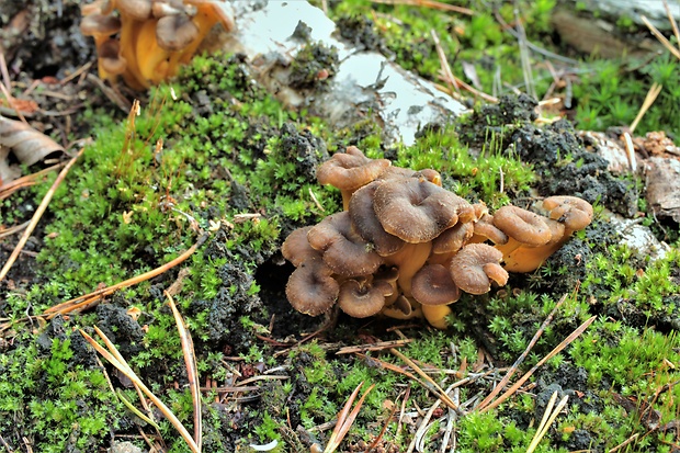 kuriatko lievikovité Craterellus tubaeformis (Fr.) Quél.