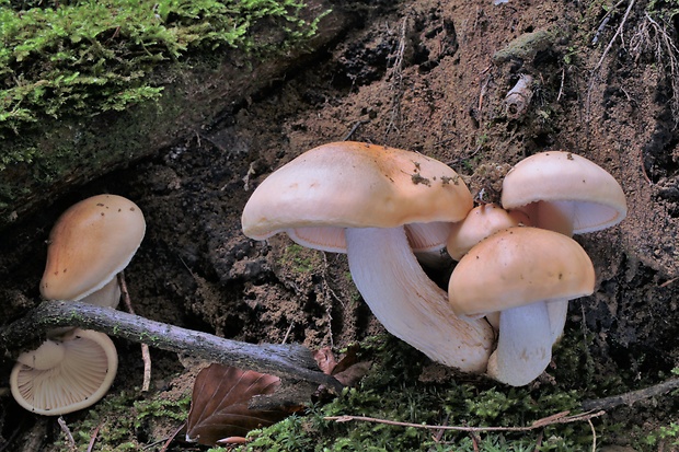 šťavnačka oranžová Hygrophorus abieticola Krieglst. ex Gröger & Bresinsky