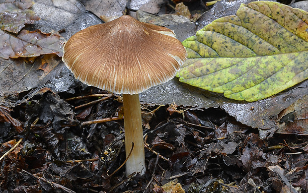 vláknica Inocybe sp.