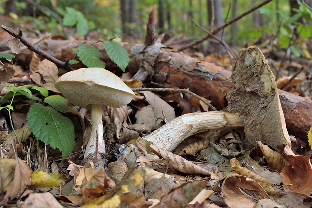 kozák Leccinum sp.