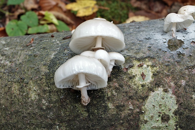 sliznačka obyčajná Mucidula mucida (Schrad.) Pat.