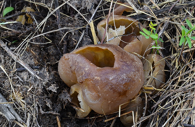 čiaška Peziza sp.