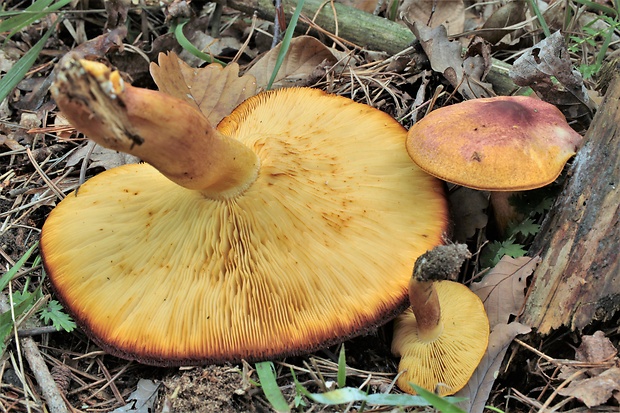 čírovec červenožltý Tricholomopsis rutilans (Schaeff.) Singer