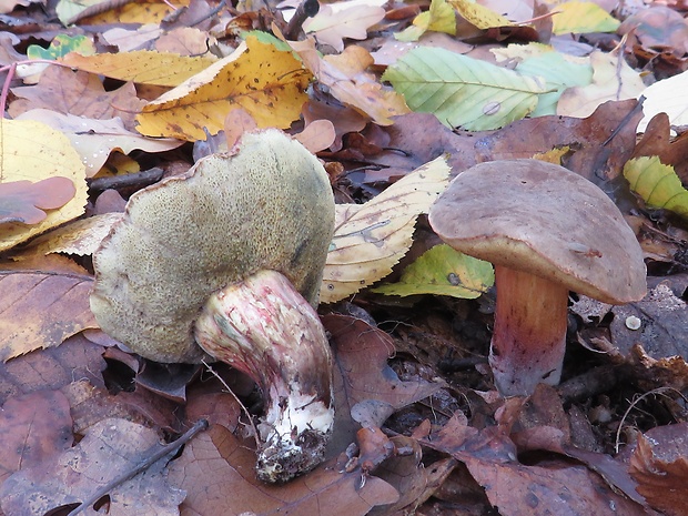 suchohríb červenohnedý Xerocomus ferrugineus (Kuntze) Singer