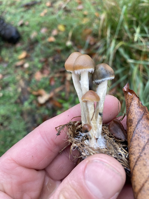 holohlavec Psilocybe sp.