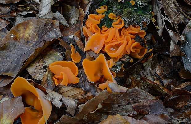 tanierovka oranžová Aleuria aurantia (Pers.) Fuckel