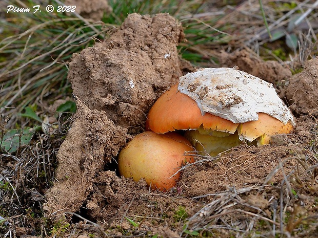 muchotrávka cisárska Amanita caesarea (Scop.) Pers.