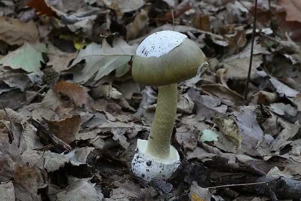 muchotrávka zelená Amanita phalloides (Vaill. ex Fr.) Link