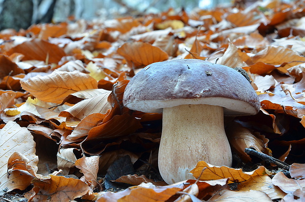 hríb sosnový Boletus pinophilus Pil. et Dermek in Pil.