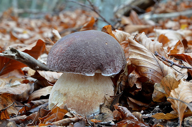 hríb sosnový Boletus pinophilus Pil. et Dermek in Pil.