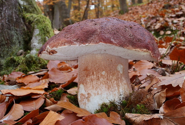 hríb sosnový Boletus pinophilus Pil. et Dermek in Pil.