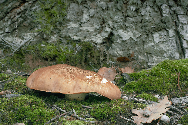 hríb príveskatý Butyriboletus appendiculatus (Schaeff. ex Fr.) Secr.