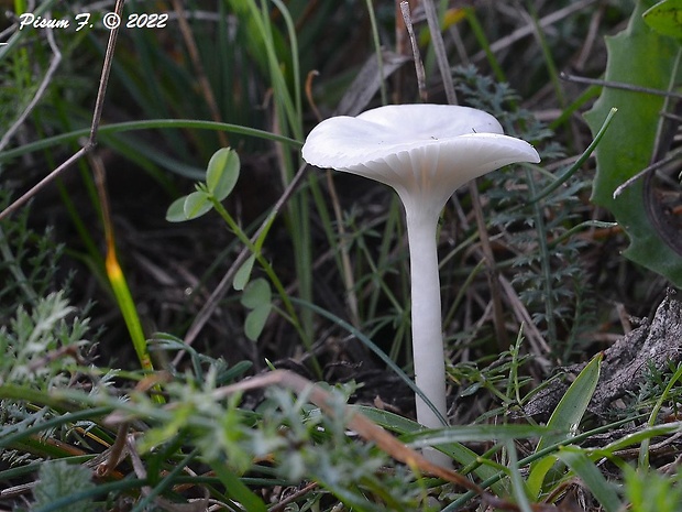 lúčnica snehobiela Cuphophyllus virgineus (Wulfen) Kovalenko