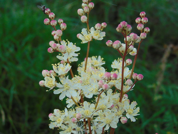 túžobník obyčajný Filipendula vulgaris Moench