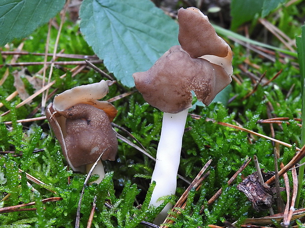 chriapač hnedobiely Helvella albella Quél.