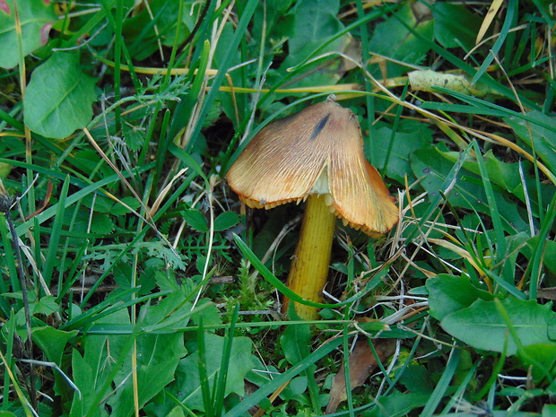 lúčnica kužeľovitá Hygrocybe conica (Schaeff.) P. Kumm.