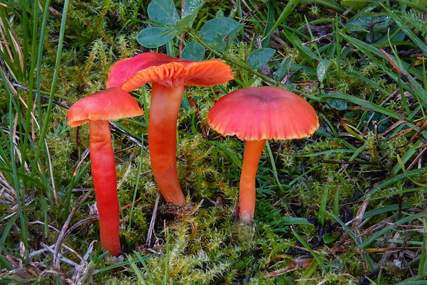 lúčnica hnednúca Hygrocybe phaeococcinea (Arnolds) Bon