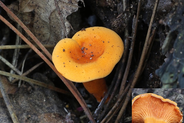 líška oranžová Hygrophoropsis aurantiaca (Wulfen) Maire