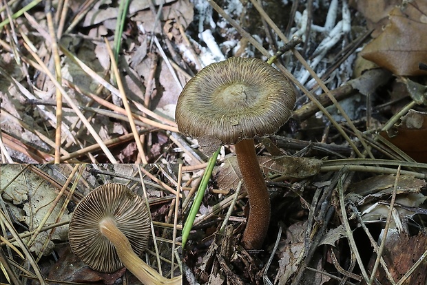 vláknica Inocybe sp.