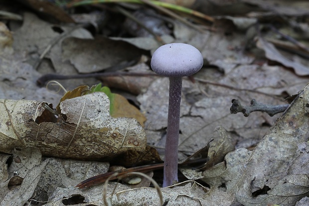 lakovka ametystová Laccaria amethystina (Huds.) Cooke