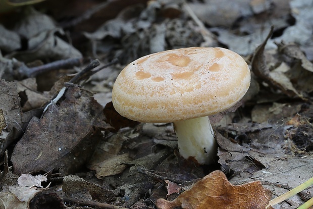 rýdzik dubový Lactarius quietus (Fr.) Fr.