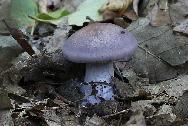 pôvabnica fialová Lepista nuda (Bull.) Cooke