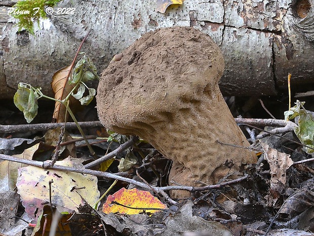 rozpadavec stopkatý Lycoperdon excipuliforme (Scop.) Pers.