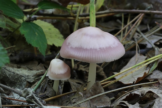 prilbička ružovkastá Mycena rosea Gramberg