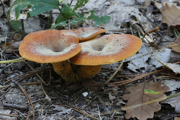 kališník hnedooranžový Omphalotus olearius (DC.) Singer