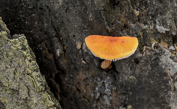 štítovka šarlátová Pluteus aurantiorugosus (Trog) Sacc.