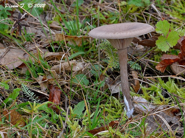 strmulica čiaškovitá Pseudoclitocybe cyathiformis (Bull.) Singer