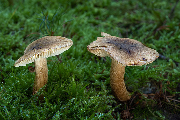 čírovka pestrá Tricholoma fucatum (Fr.) P. Kumm.