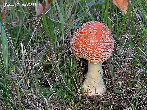 muchotrávka červená Amanita muscaria (L.) Lam.