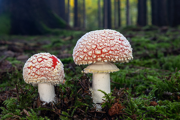 muchotrávka červená Amanita muscaria (L.) Lam.