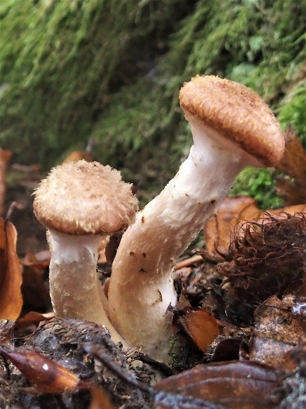 podpňovka obyčajná Armillaria mellea (Vahl) P. Kumm.