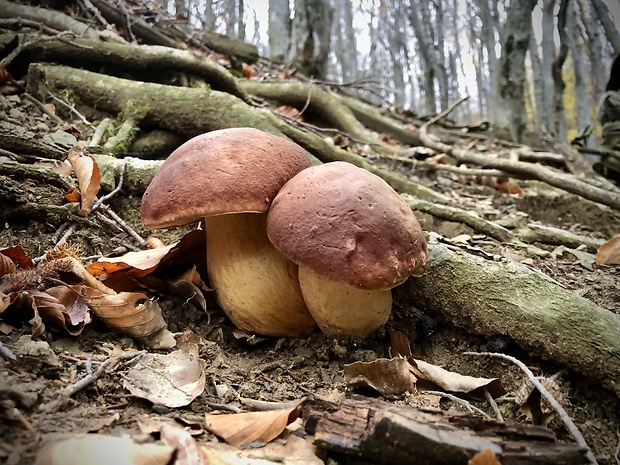 hríb sosnový Boletus pinophilus Pil. et Dermek in Pil.