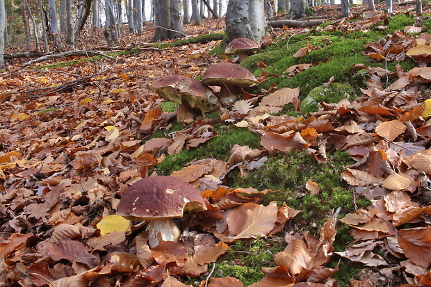 hríb sosnový Boletus pinophilus Pil. et Dermek in Pil.