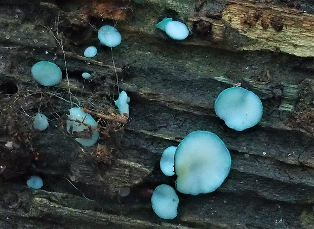 zelenica Chlorociboria sp.