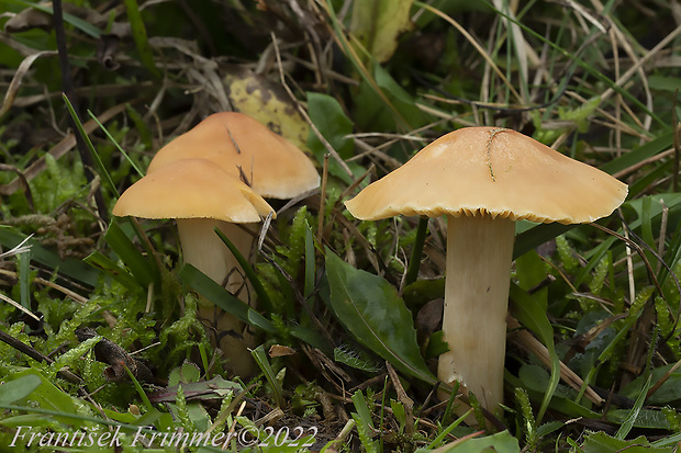 lúčnica statná Cuphophyllus pratensis (Fr.) Bon