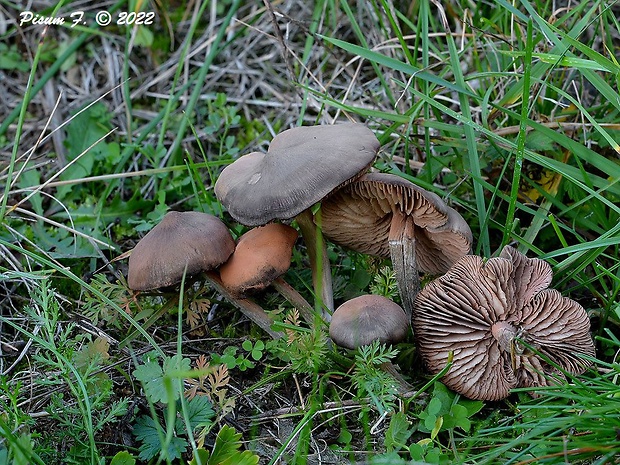 hodvábnica hodvábna Entoloma sericeum Quél.