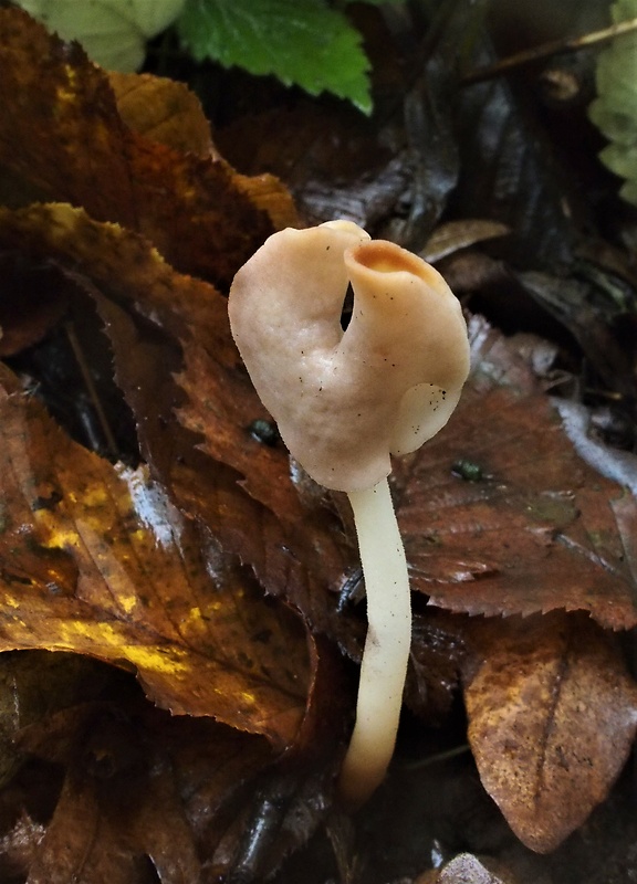 chriapač pružný Helvella elastica Bull.