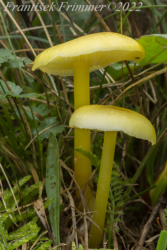 lúčnica citrónovožltá Hygrocybe chlorophana (Fr.) Wünsche